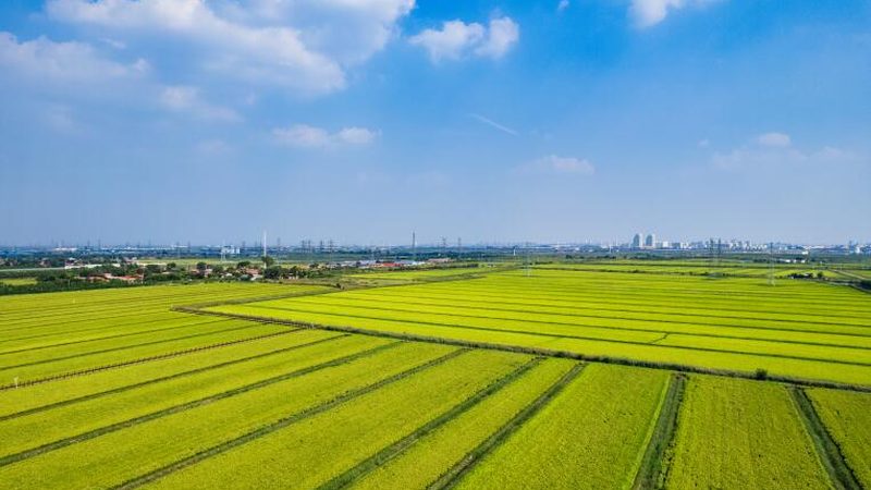 家庭农场选址规划：关键要素与误区解析**