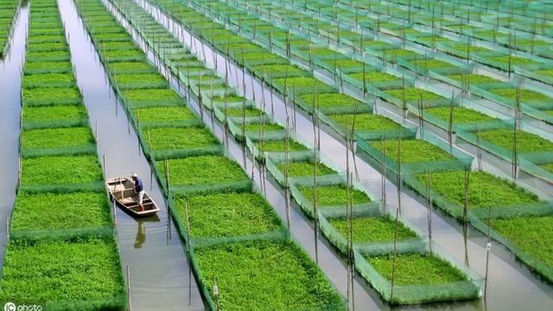 休闲农业开发，资质要求规范全解析