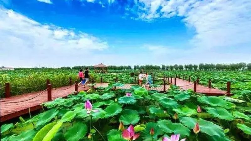 农业产业园招商：政府补贴项目解析与机遇**