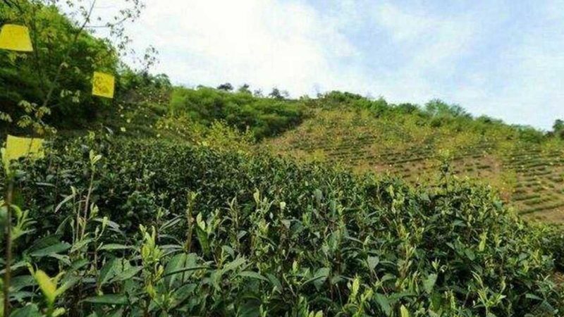 家庭农场休闲观光，如何选择合适模式？**