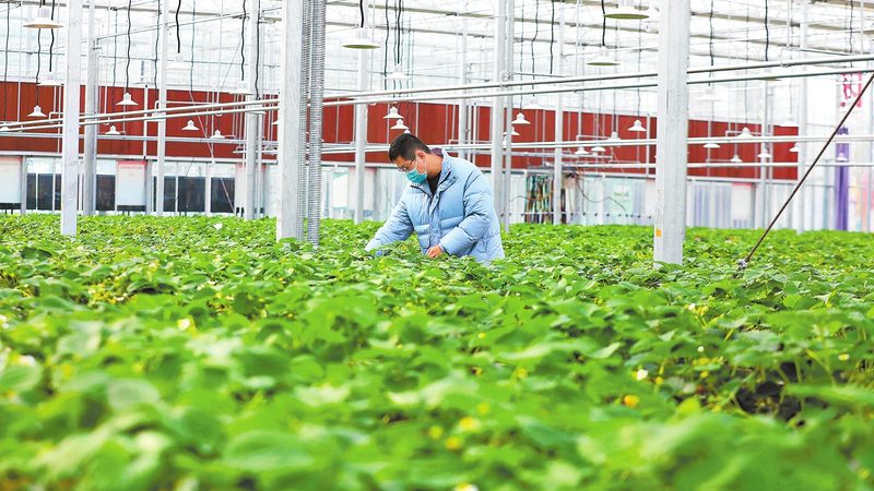 大棚建设成本，远不止每亩多少钱那么简单