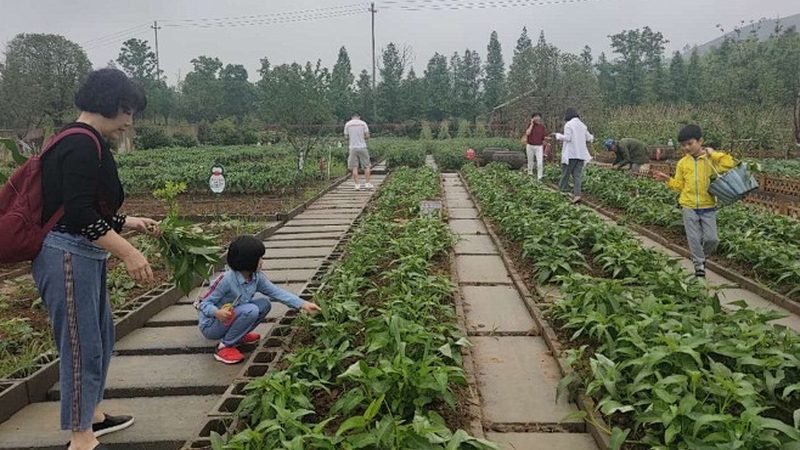 广州有机蔬菜批发市场拿货流程揭秘