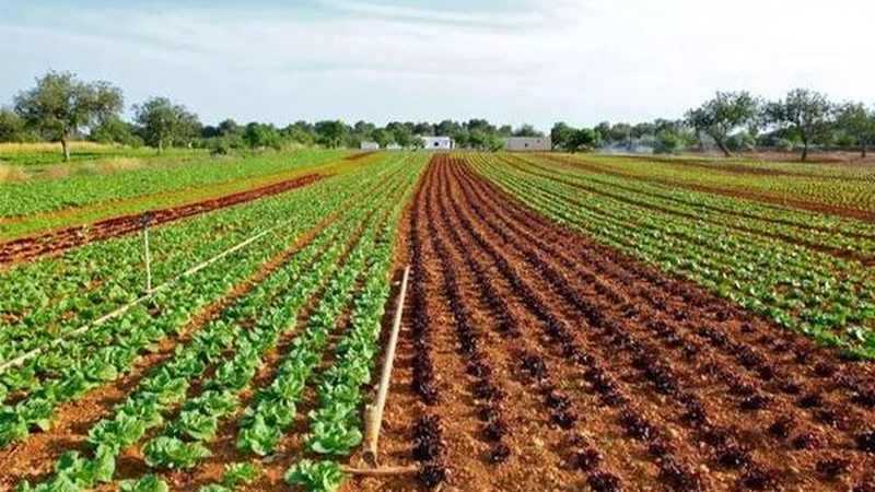 水稻生物防治最佳时机：如何抓住关键节点