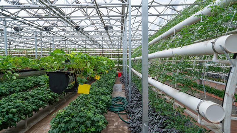 复合肥的氮磷钾含量：标准解析与选购要点**