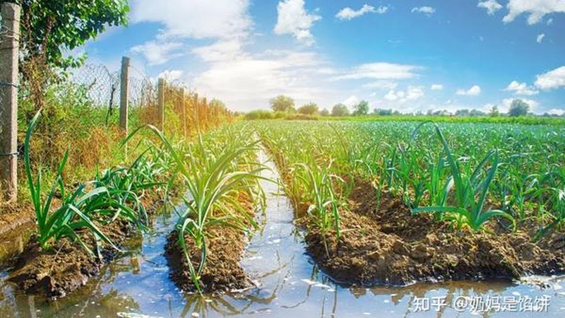 农业产业园观赏植物品种选择：如何打造绿色生态景观**