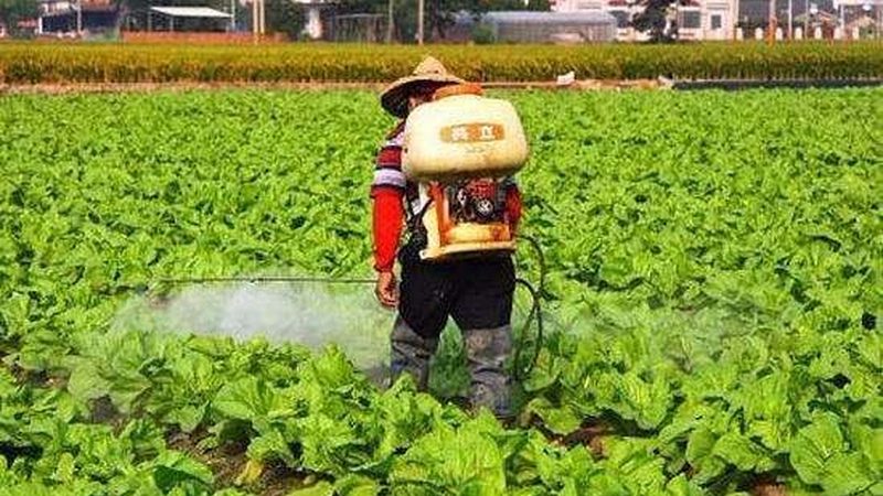楼顶种果，土壤配方揭秘